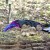 NÓŻ KARAMBIT GALAXY CS2CSGO IRL .jpg